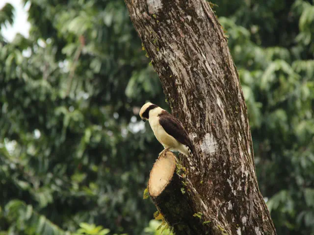 Hotels & Eco-Lodges in Dominical